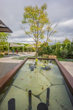 water spring in garden with tree