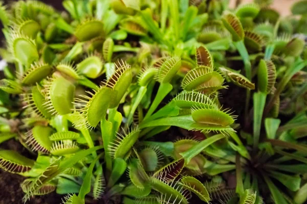 Pillow of green carnivorous venus trap plant Stock Image