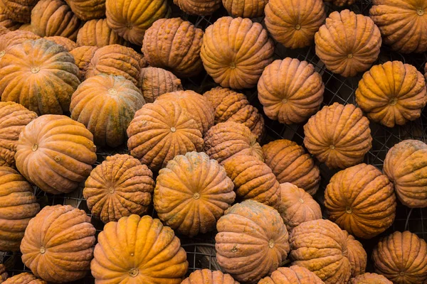 Halloween pile of orange pumpkin Jogdíjmentes Stock Képek