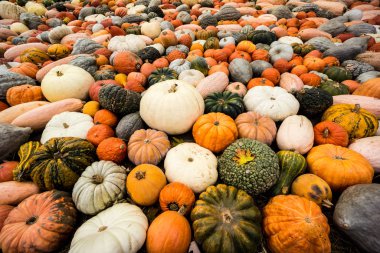 Halloween pumpkin event in Germany