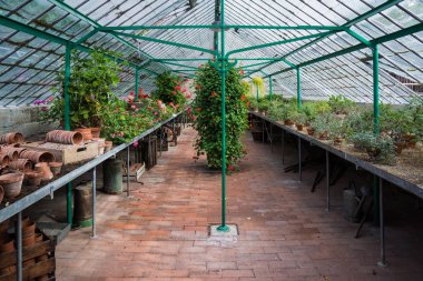 Farklı bitkileri olan eski botanik yetiştirme evi