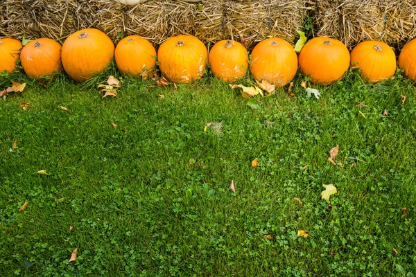 Halloween orange pumpkins on meadow Φωτογραφία Αρχείου