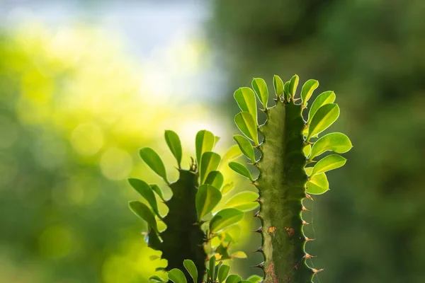 Top of euphorbia trigona with leaves against light — Stock Photo, Image