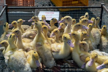 Küçük yapışkan, kirli, sarımsı ördek yavruları. Güneşli bir Ağustos gününde pazarda satılık pembe ağızları var. Ördekler et için yetiştirilir. Fotoğraf: Ukrayna.