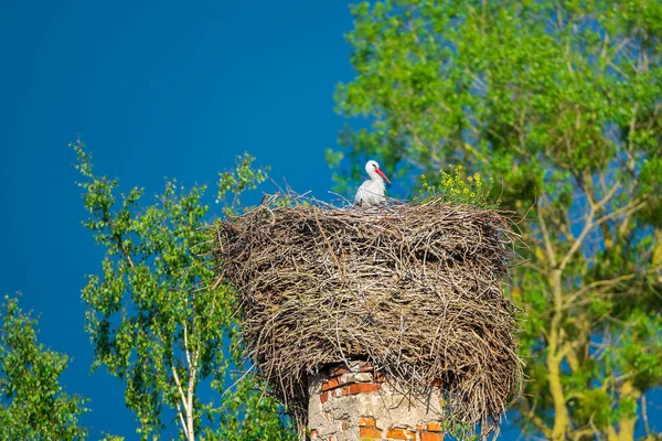 Stork Sits Nest Spring Backdrop Green Trees Blue Sky Nest — Stock Photo, Image