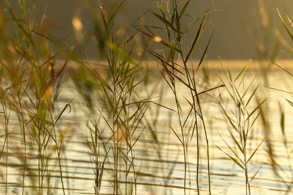 Roseaux Oscillants Dans Lac Face Chaleur Soleil Soir Août Lituanie — Photo