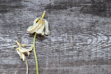 İki muhteşem sararmış lale arka planda, aşınmış ahşap bir tahtanın üzerinde yan yana duruyor. Yaşlılık güzelliği ve birlikte yaşama kavramı. Üst görünüm, kapat, boşluğu kopyala
