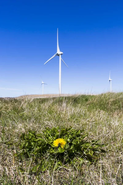 Windmühle — Stockfoto