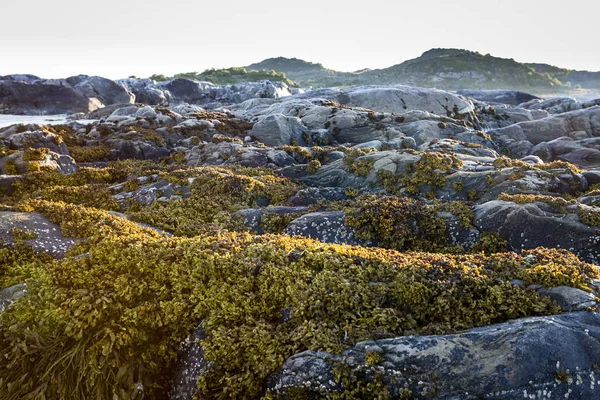 Odpływu na Angel Island, Norwegia. — Zdjęcie stockowe