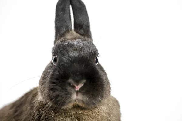 Young rabbit — Stock Photo, Image