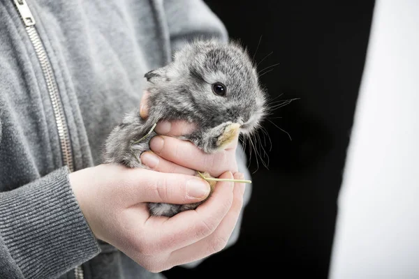 Rabbit in hands — Stock Photo, Image