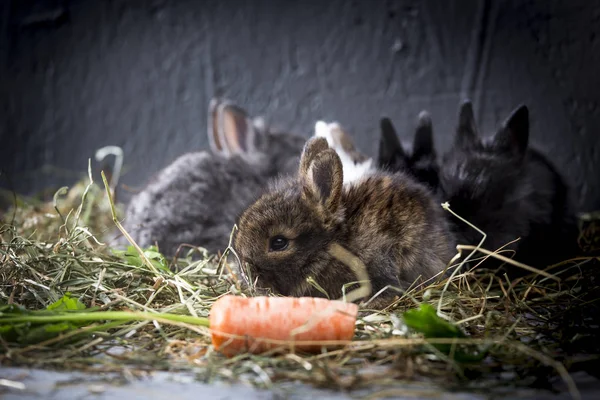 Genç tavşanlar. — Stok fotoğraf