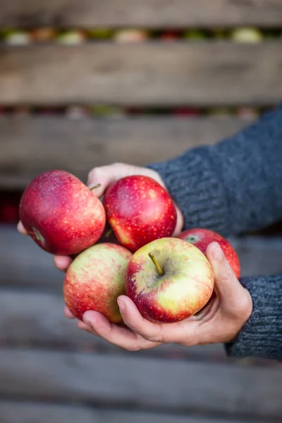 Θηλυκή Εκμετάλλευση Πολλών Κόκκινων Μήλων Μπροστά Από Κιβώτια Συγκομισθέντων Μήλων — Φωτογραφία Αρχείου