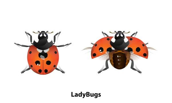 Imagen Ladybug Hay Una Posición Normal Volando Sobre Fondo Blanco — Vector de stock