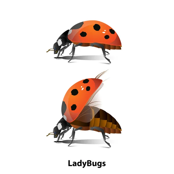 Ladybugの側の写真白い背景には通常の立位と飛行がありますベクトルファイルです — ストックベクタ