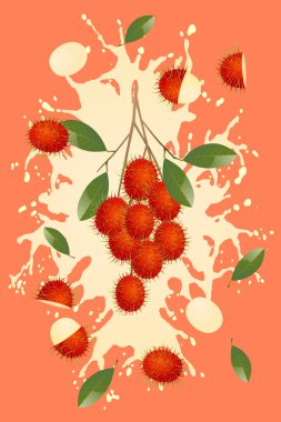 Vektör Rambutan ve sıçramalar reklam veya yazdırma programları için uygundur.