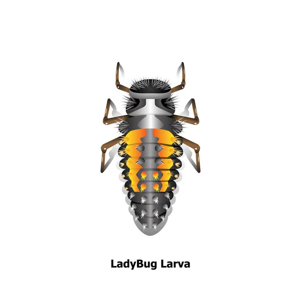 Ladybug Vector Objeto Ciclo Vida Para Design Gráfico Artista —  Vetores de Stock