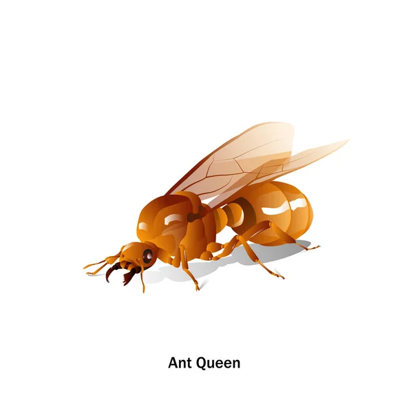 Ants Queen Vector Con Alas Perspectiva Sobre Fondo Blanco Para — Vector de stock