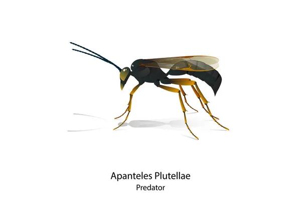 Apanteles Plutellae Vektor Ist Ein Räuberisches Insekt Für Die Schädlingsbekämpfung — Stockvektor