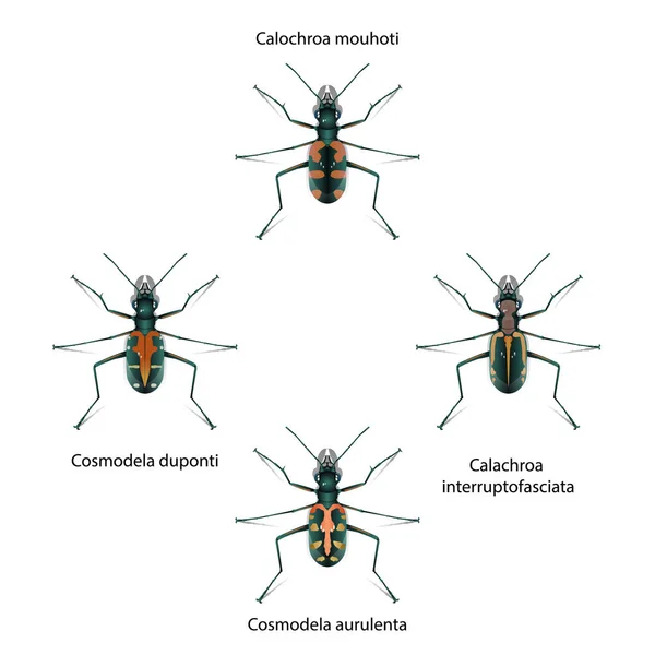 Cosmodela Duponti Bug Vector White Background Education Agricultural Science Graphic — стоковый вектор