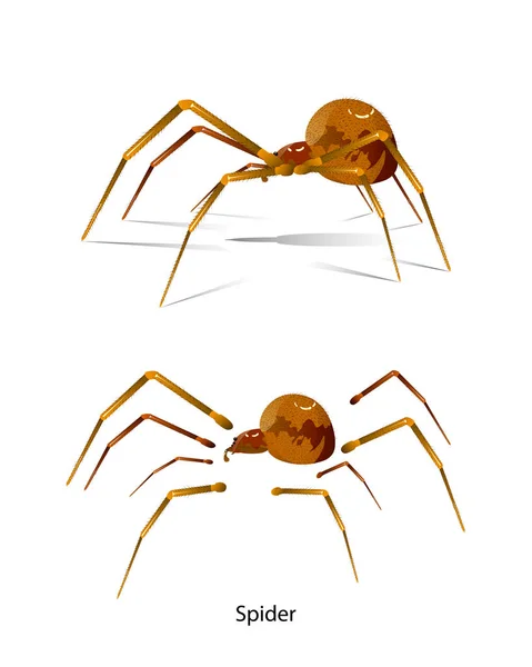 Spider Side Vector White Background Kép Grafikai Tervezés Oktatás Tudomány — Stock Vector