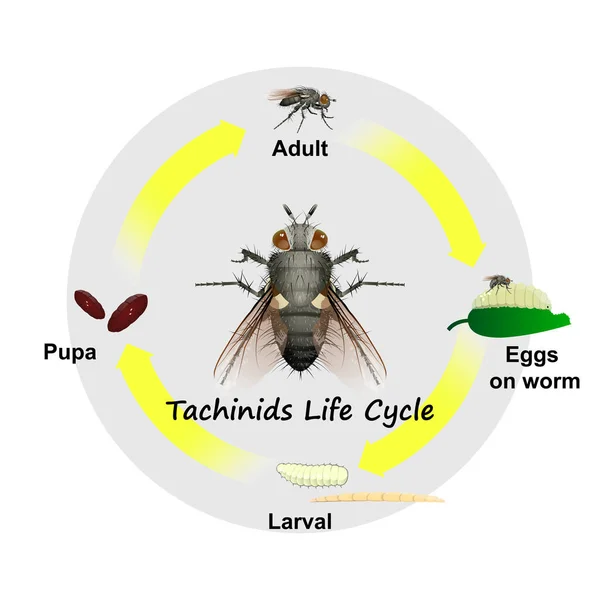 Tachinids Life Cycle Vetor Para Educação Agricultura Ciência Design Gráfico — Vetor de Stock