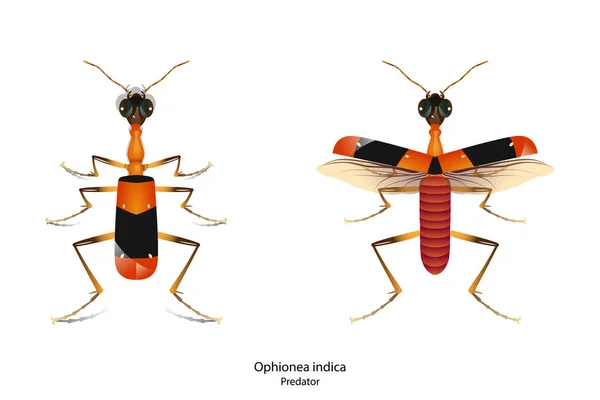 Ophionea Indica Object Vector White Background Isolated Insect Predator Other — стоковый вектор