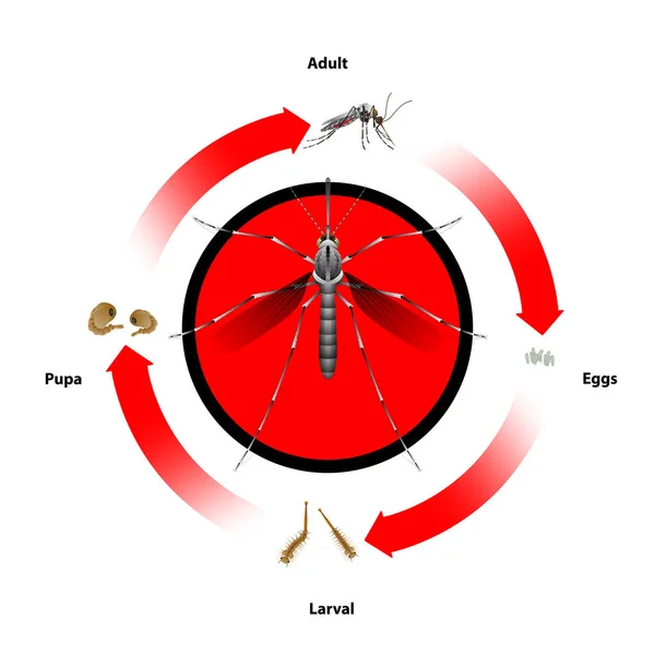 Mosquito Life Cycle Object Vector Education Agriculture Medical Science Design —  Vetores de Stock