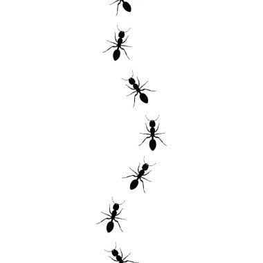 Ants walking in a line pattern in black and white.