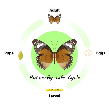 Butterfly life cycle vector for Education,Agricultural,Science,Graphic design,Artwork.