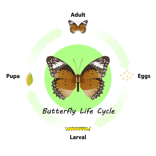 Butterfly Life Cycle Vector Education Agricultural Science Graphic Design Artwork — Stok Vektör