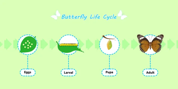 Mariposa Vector Del Ciclo Vida Para Educación Agrícola Ciencia Diseño — Vector de stock