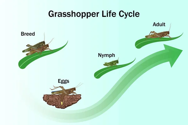 Grasshopper Life Cycle Vector Education Agricultura Ciencia Diseño Gráfico Obras — Vector de stock