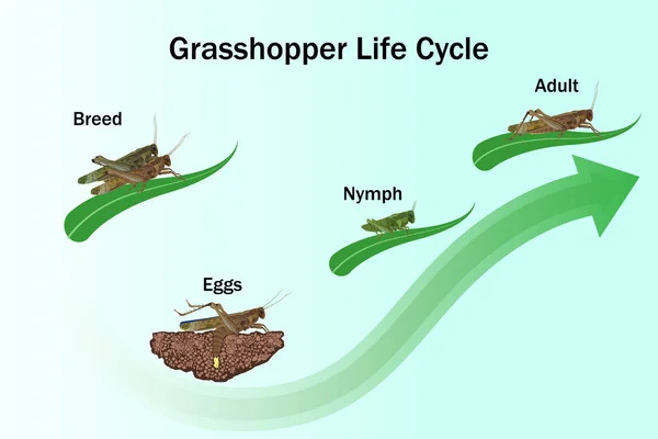 Heuschrecke Lebenszyklusvektor Für Bildung Landwirtschaft Wissenschaft Grafikdesign Grafik — Stockvektor