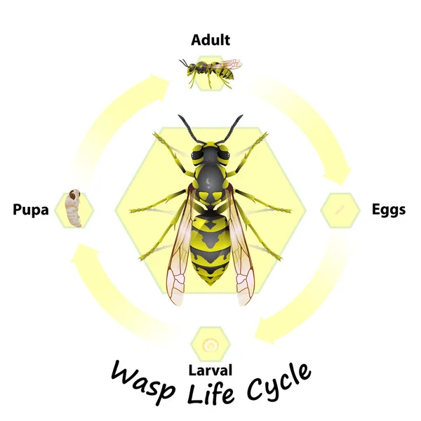 Wasp Life Cycle Vector Agriculture Education Science Graphic Design Artwork — Stockový vektor