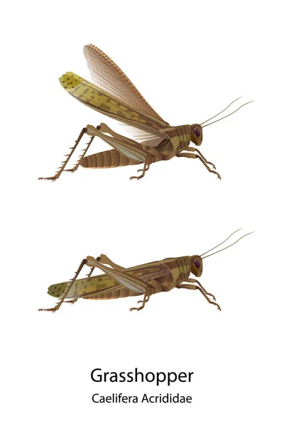 Grasshopper Vecteur Sur Fond Blanc Avait Ombre Texte Pour Type — Image vectorielle