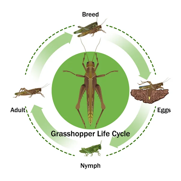 Grasshopper Life Cycle Vector Education Agricultura Ciencia Diseño Gráfico Obras — Vector de stock