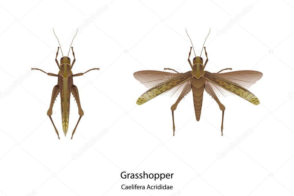 Grasshopper vector on white background and had shadow and text for type of it.