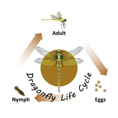 Dragonfly Yaşam Döngüsü beyaz arkaplan üzerindeki nesne vektörü izole edilmiştir. Grafik tasarım, eğitim, bilim, tarım ve sanat çalışmaları için.