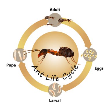 Karıncalar Yaşam Döngüsü beyaz arkaplan üzerindeki nesne vektörü. Grafik tasarımı, eğitim, bilim, tarım ve sanat çalışmaları için izole edilmiştir..