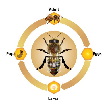 Beyaz arkaplan üzerindeki Bee Life Cycle nesne vektörü. Grafik tasarımı, eğitim, bilim, tarım ve sanat çalışmaları için izole edilmiştir..
