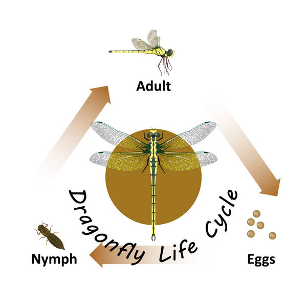 Dragonfly Life Cycle object vector on white background.Isolated.for graphic design,education,science,agriculture and artwork.