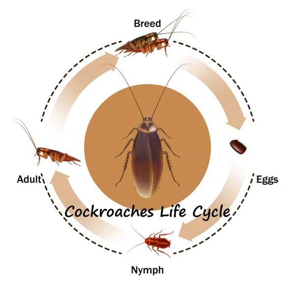 Cockroaches Life Cycle Object Vector White Background Isolated Graphic Design — стоковый вектор