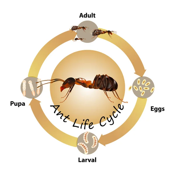 Ameisen Lebenszyklus Objektvektor Auf Weißem Hintergrund Isoliert Für Grafikdesign Bildung — Stockvektor
