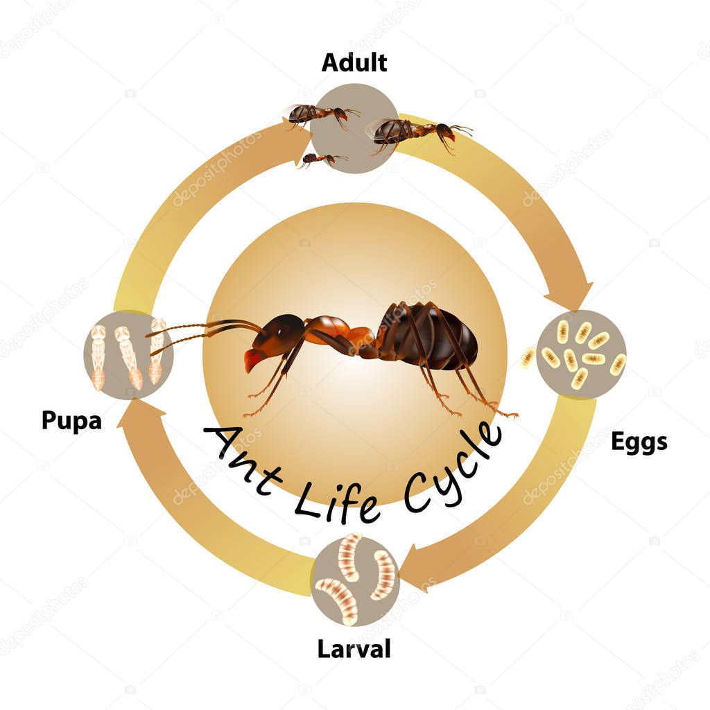 Ants Life Cycle object vector on white background.Isolated.for graphic design,education,science,agriculture and artwork.