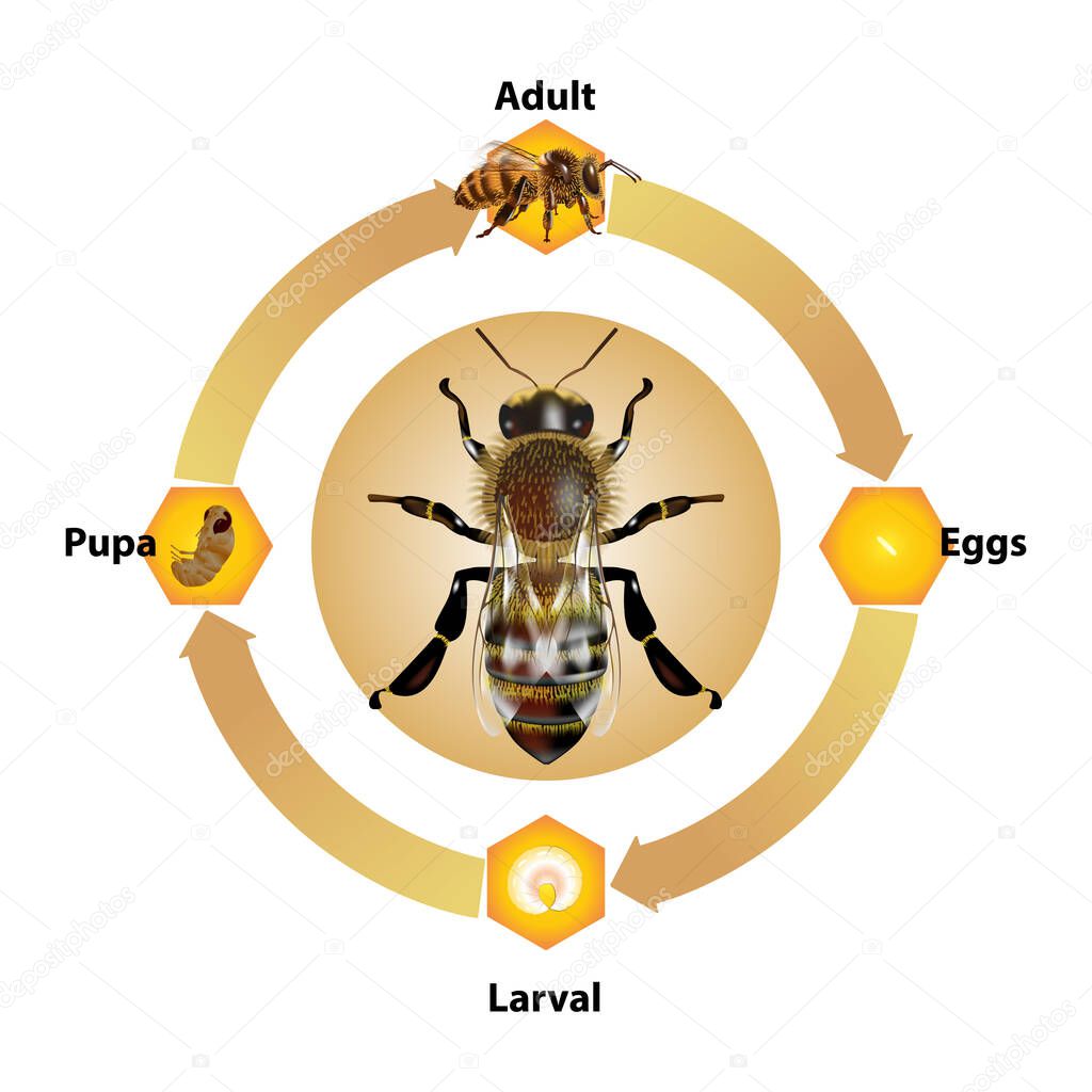 Bee Life Cycle object vector on white background.Isolated.for graphic design,education,science,agriculture and artwork.