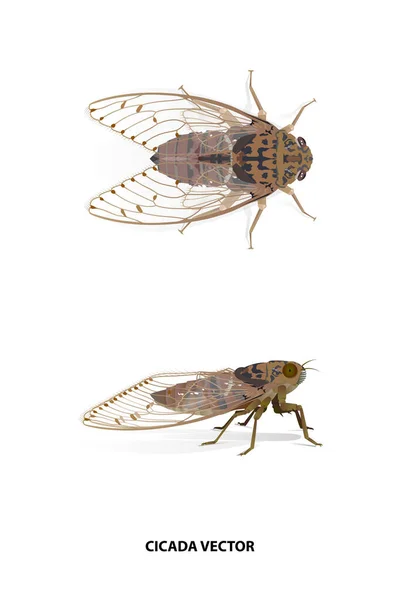 Cicada Πλευρά Και Κορυφαίο Διάνυσμα Λευκό Φόντο Για Γραφιστική Έργο — Διανυσματικό Αρχείο