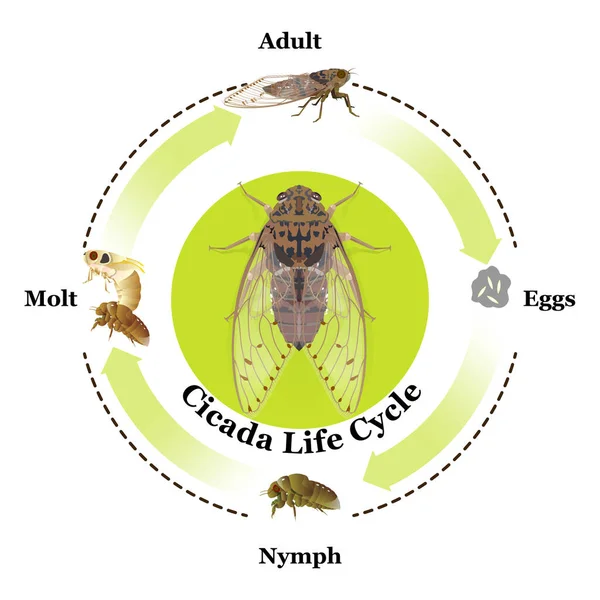 Cicada Life Cycle Vector Para Diseño Gráfico Educación Agricultura Ciencia — Vector de stock