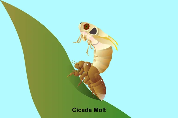 Cicada Molt Vector Leaf Education Agricultural Science Graphic Design Art — Stockvektor
