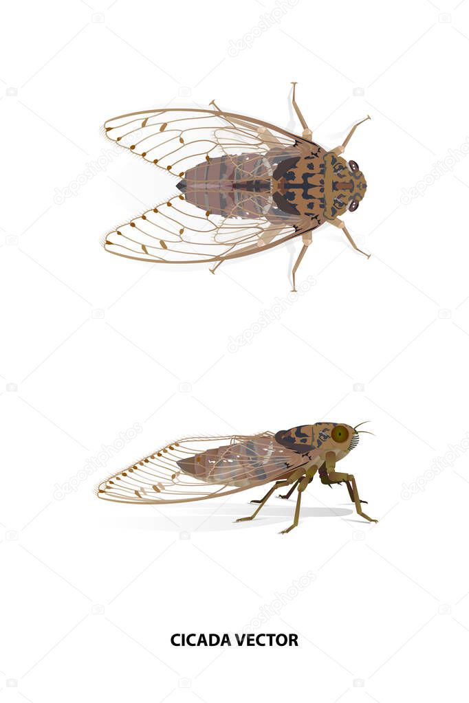 Cicada side and top vector on white background for graphic design,art work,education,science,agriculture.